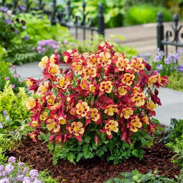 Red Yellow Aquilegia Flower Seeds Planting
