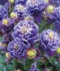 Blue Columbine Flowers in Garden Beds