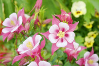 Columbines Flower seeds for Planting - Cottage Garden Essential, Heirloom & GMO Free Seeds for Home Garden