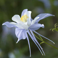 Columbines Flower seeds for Planting - Cottage Garden Essential, Heirloom & GMO Free Seeds for Home Garden