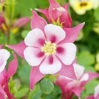 Columbine Aquilegia Flower Seeds