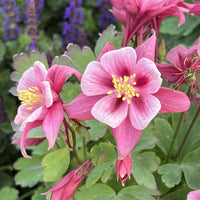Columbine Aquilegia Flower Seeds
