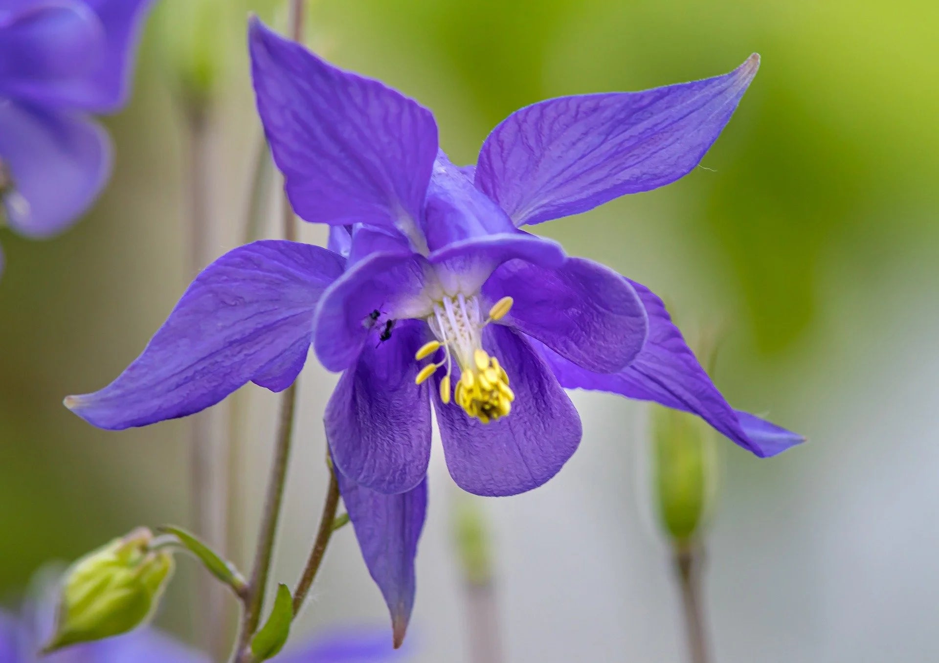 Columbine Flower seeds for Planting Drought Tolerant Heirloom & GMO Free Seeds for Home Garden