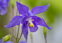 Columbine Flower seeds for Planting Drought Tolerant Heirloom & GMO Free Seeds for Home Garden