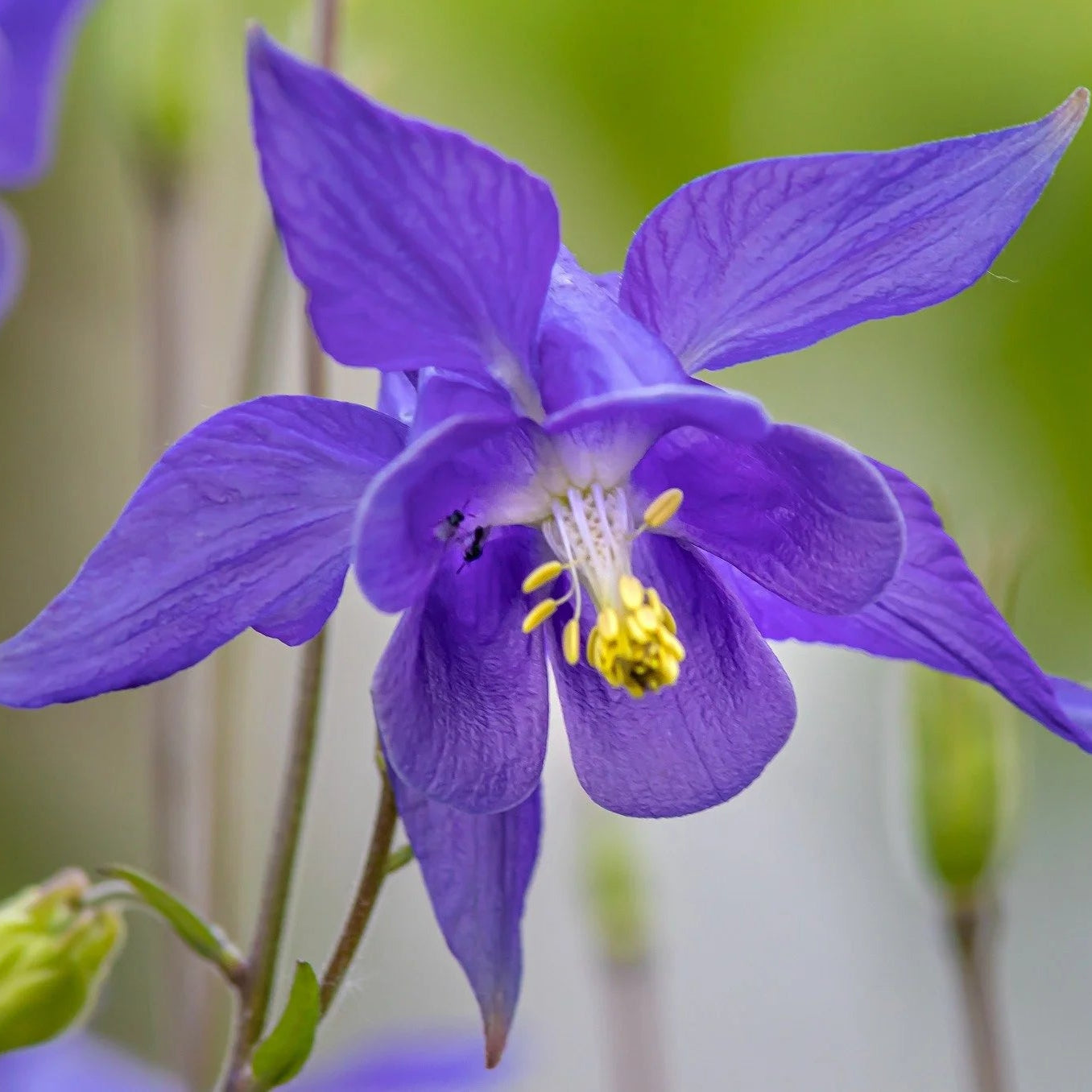 Purple Columbines Flower seeds for Planting Bright Blooms Heirloom & GMO Free Seeds for Home Garden 
 
 Sale