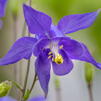 Purple Columbines Flower seeds for Planting Bright Blooms Heirloom & GMO Free Seeds for Home Garden 
 
 Sale