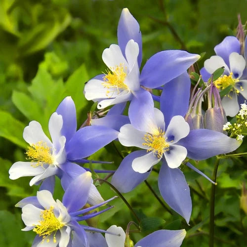 Sky Blue Columbine Flower seeds for Planting Perfect for Borders Heirloom & GMO Free Seeds for Home Garden