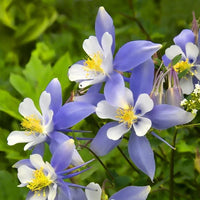 Sky Blue Columbine Flower seeds for Planting Perfect for Borders Heirloom & GMO Free Seeds for Home Garden