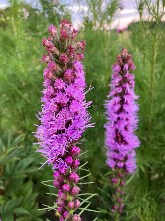 Pink Blazing Stars Flower seeds for Planting - Wildflower Mix, Heirloom & GMO Free Seeds for Home Garden