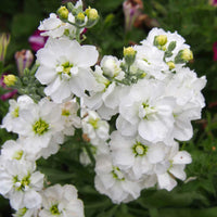 Heirloom Matthiola Flower seeds for Planting Vibrant Colors Heirloom & GMO Free Seeds for Home Garden