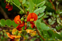 Colutea arborescens Yellow Flower Seeds
