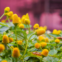 Yellow Spilanthes Flower seeds for Planting - Colorful Display, Heirloom & GMO Free Seeds for Home Garden