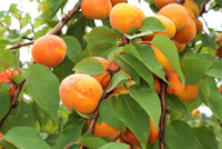 Common Apricot Tree (Prunus armeniaca) seeds for planting