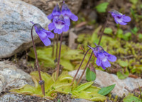 Blue Butterwort Flower seeds for Planting Easy to Grow Heirloom & GMO Free Seeds for Home Garden 
 
 Sale