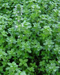 Common Thyme groundcover in rock garden grown from seeds