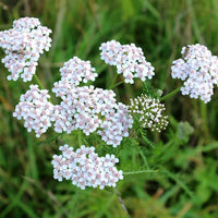 Yarrow Flower Garden Planting Essentials - Seeds for Thriving Landscapes