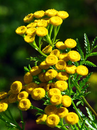 Tansy Flower seeds for Planting Pollinator Friendly Heirloom & GMO Free Seeds for Home Garden