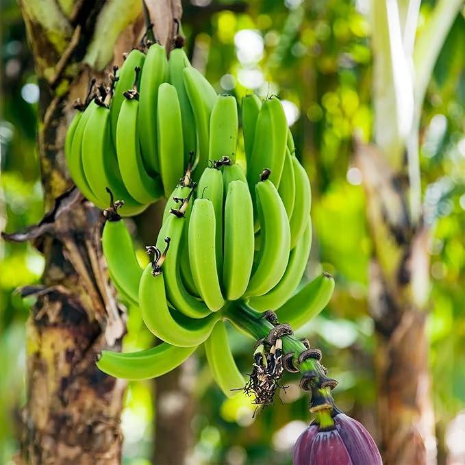 Compact banana plant growing in small space container garden