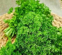 Compact curly parsley Petroselinum crispum growing in containers
