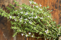 Compact green Summer Savory plant in full sun