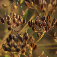 Compatto Dill grown from seeds in container garden