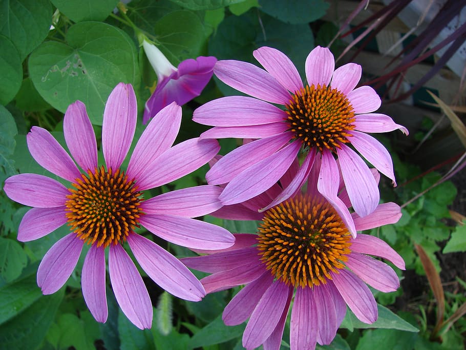 Cone Flower seeds for Planting Colorful Display Heirloom & GMO Free Seeds for Home Garden 
 
 Sale