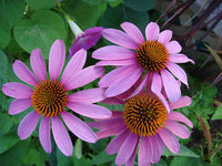 Cone Flower seeds for Planting Colorful Display Heirloom & GMO Free Seeds for Home Garden 
 
 Sale