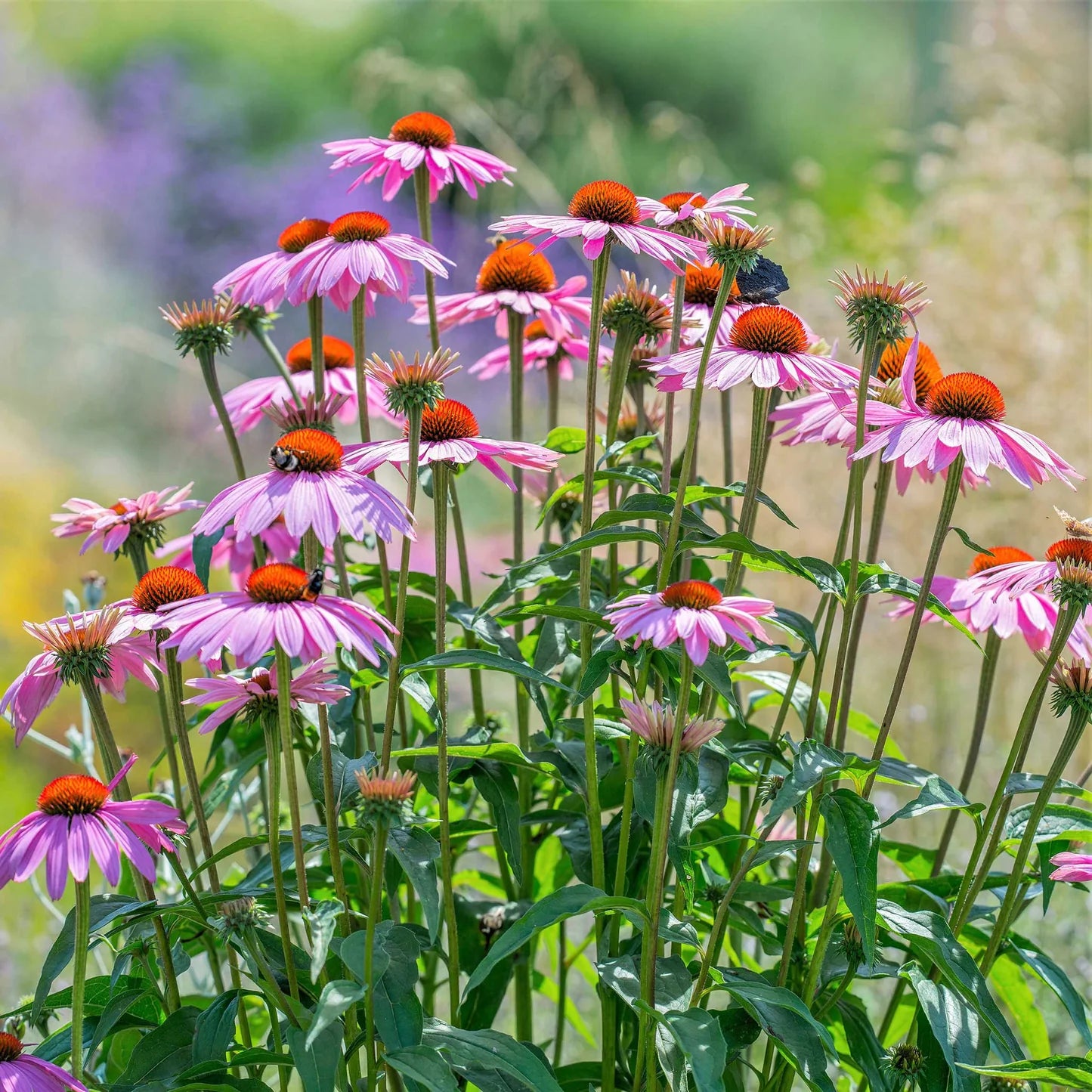 ConeFlower seeds for Planting Hardy Variety Heirloom & GMO Free Seeds for Home Garden 
 
 Sale
