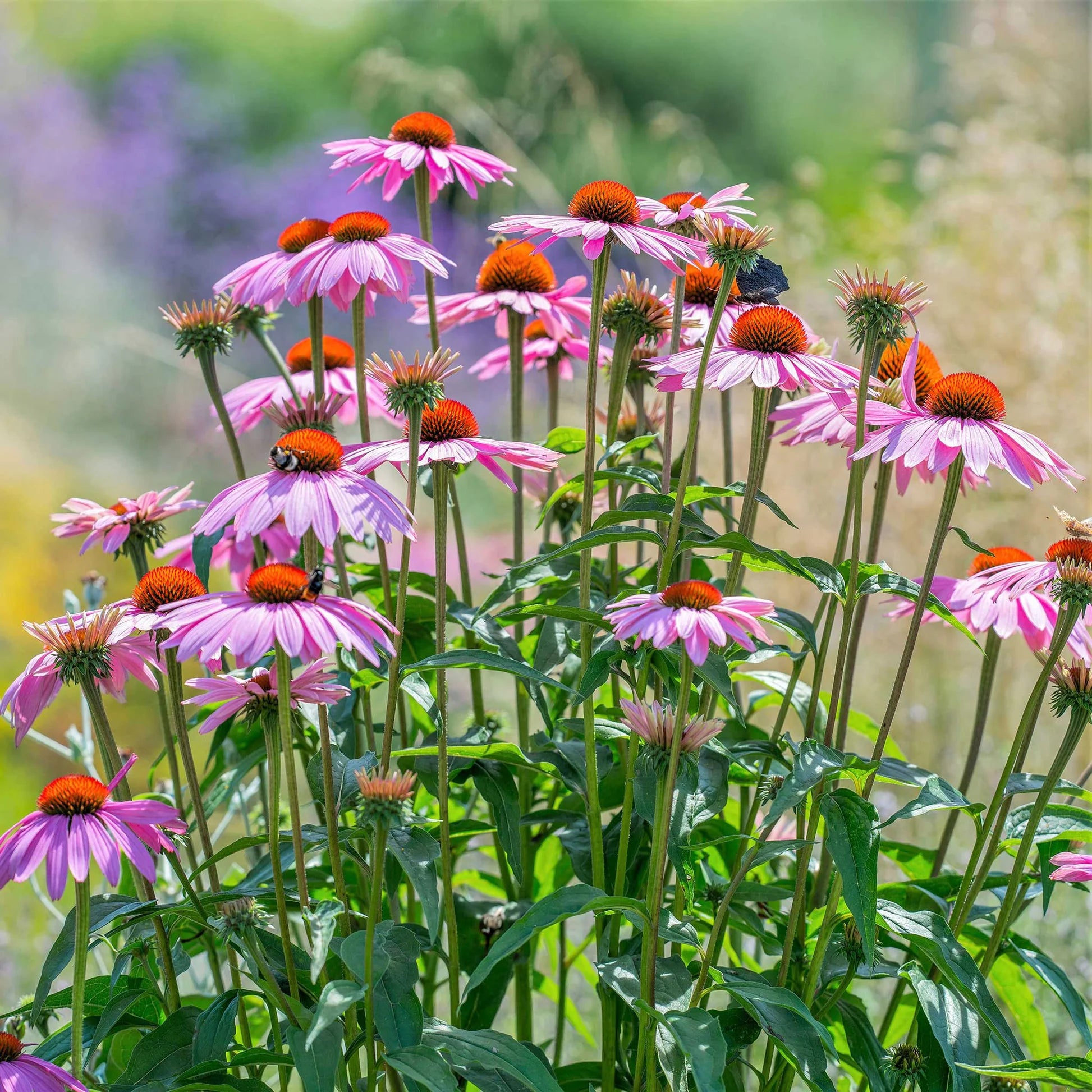 Cone Flower seeds for Planting Colorful Display Heirloom & GMO Free Seeds for Home Garden 
 
 Sale