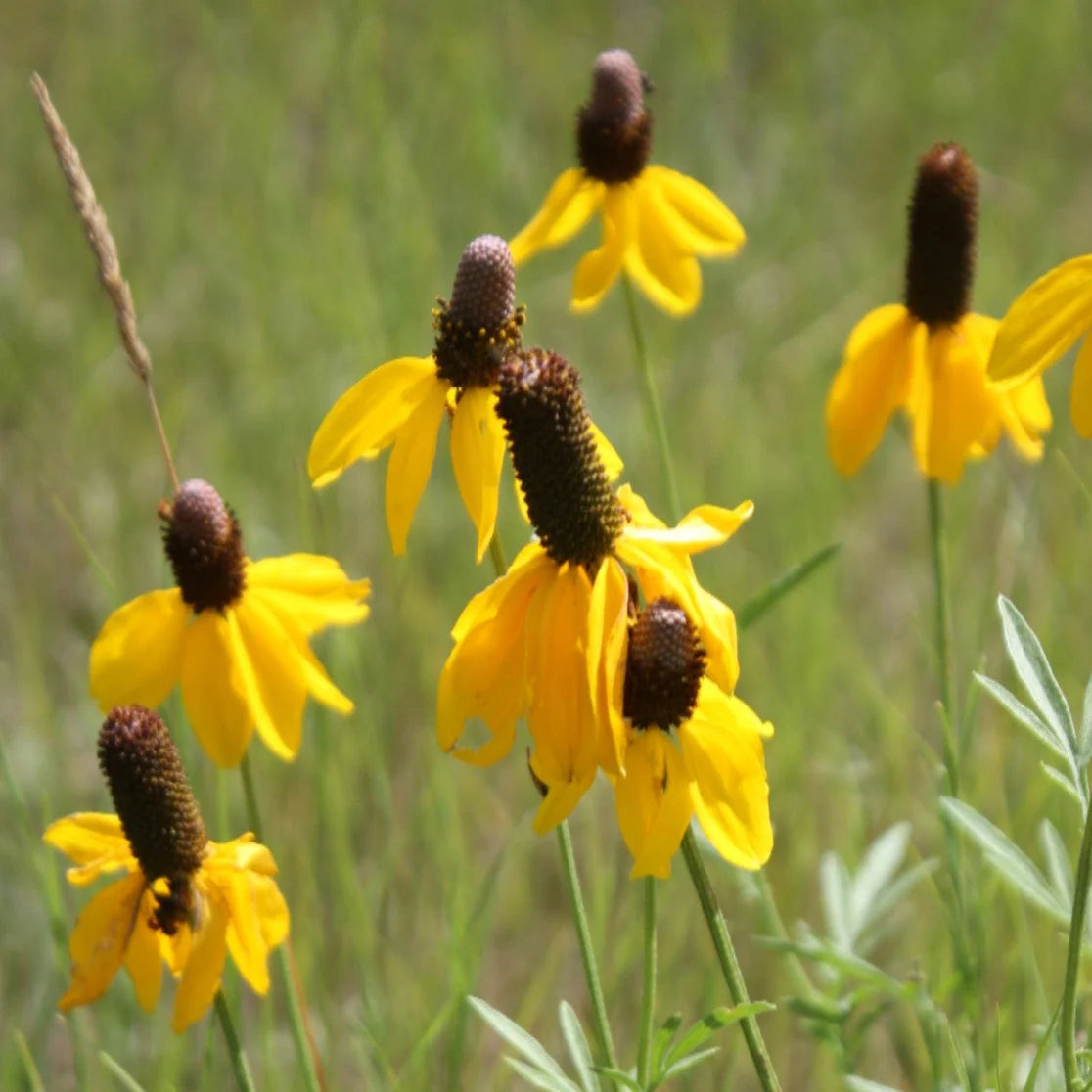 Prairie Flower seeds for Planting Low Maintenance Heirloom & GMO Free Seeds for Home Garden