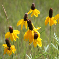 Prairie Flower seeds for Planting Low Maintenance Heirloom & GMO Free Seeds for Home Garden