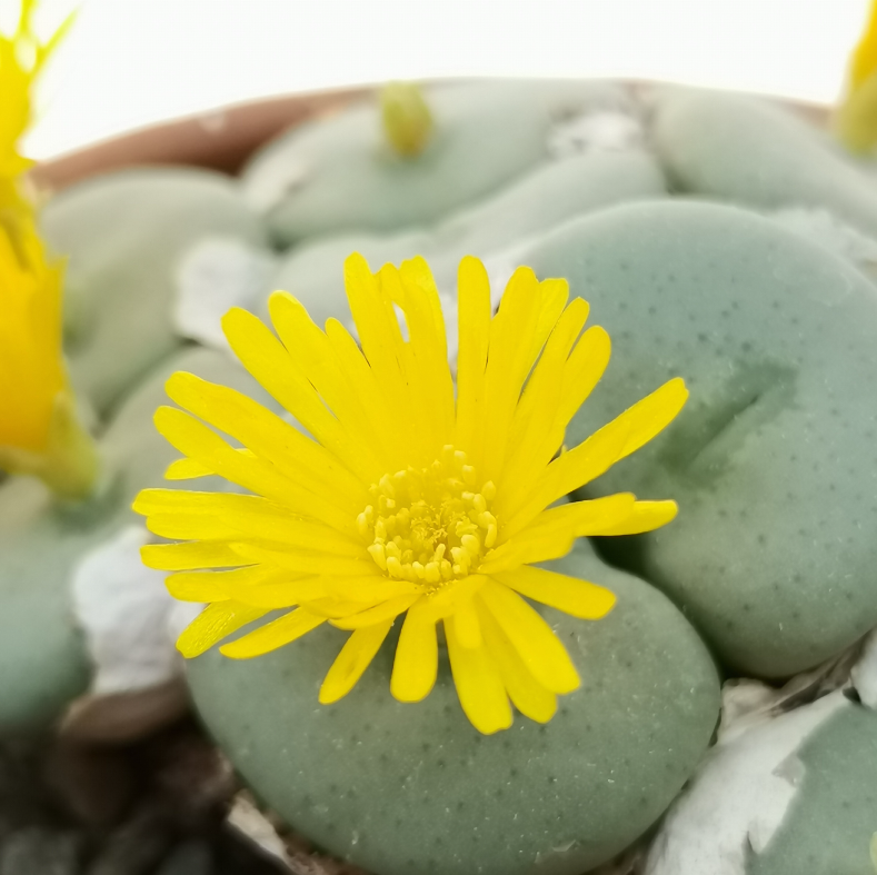Yellow Conophytum Flower seeds for Planting Compact Growth Heirloom & GMO Free Seeds for Home Garden 
 
 Sale