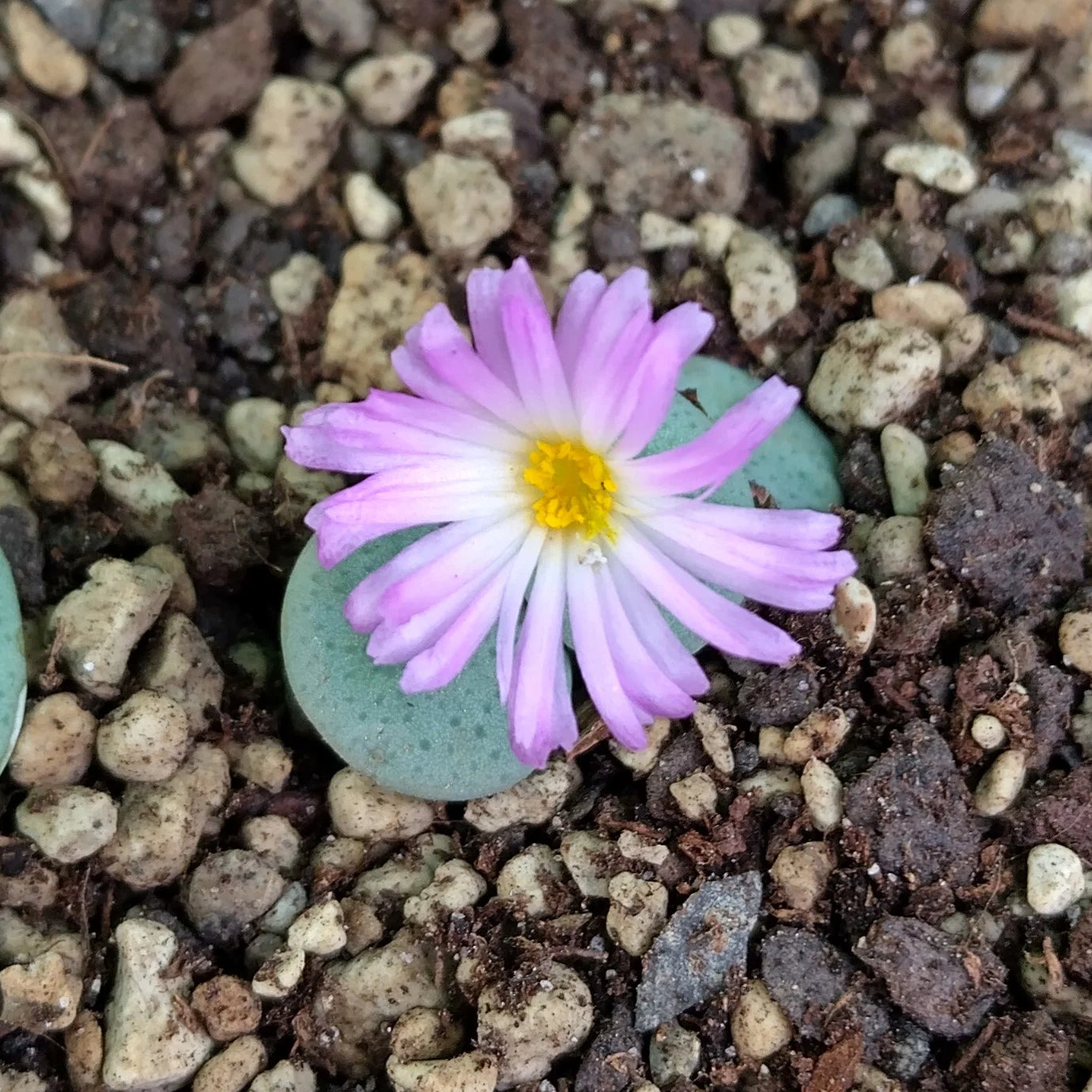 Conophytum Flower seeds for Planting - Premium Quality, Heirloom & GMO Free Seeds for Home Garden