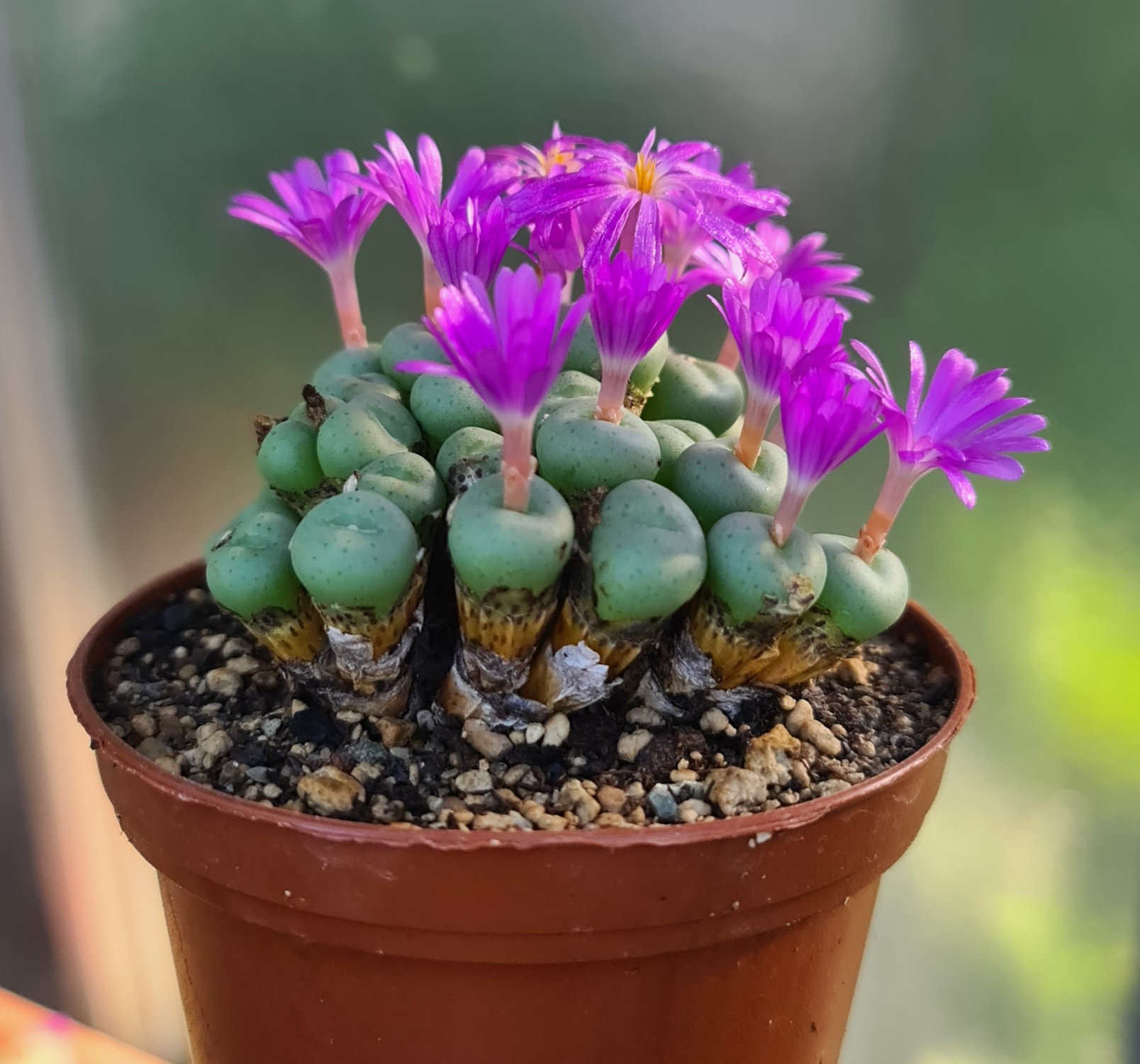 Conophytum Flower seeds for Planting - Premium Quality, Heirloom & GMO Free Seeds for Home Garden