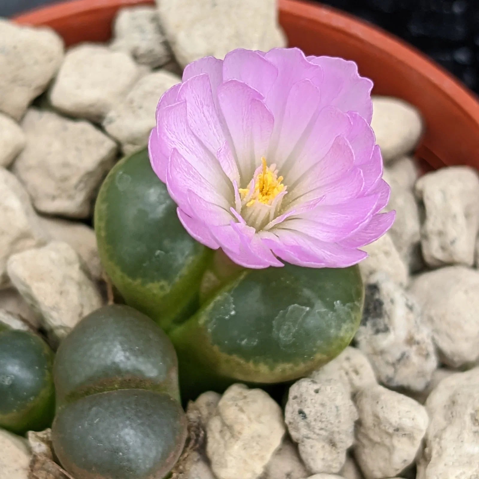 Conophytum Flower seeds for Planting - Long Bloom Season, Heirloom & GMO Free Seeds for Home Garden