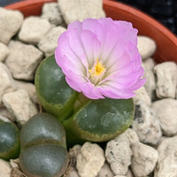 Mixed Conophytum Flower seeds for Planting - Perfect for Borders, Heirloom & GMO Free Seeds for Home Garden