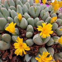 Yellow Conophytum Flower seeds for Planting Compact Growth Heirloom & GMO Free Seeds for Home Garden 
 
 Sale seeds for home garden planting