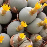 Conophytum Calculus Flower seeds for Planting - Bright Blooms, Heirloom & GMO Free Seeds for Home Garden