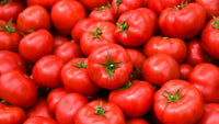 Cherry Tomato Plants Growing in Containers
