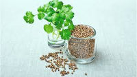 Container-grown Coriander herb plant