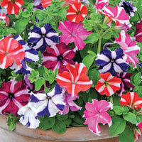 Mixed Color Petunia Flowers in Pots