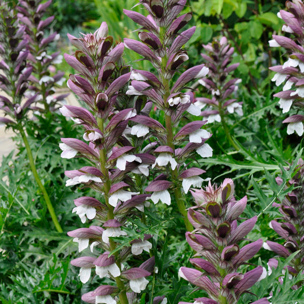 Bear's Breeches Flower seeds for Planting - Compact Growth, Heirloom & GMO Free Seeds for Home Garden