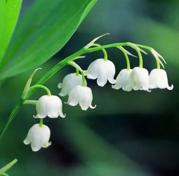 Bell Orchid Flower seeds for Planting - Shade Tolerant, Heirloom & GMO Free Seeds for Home Garden