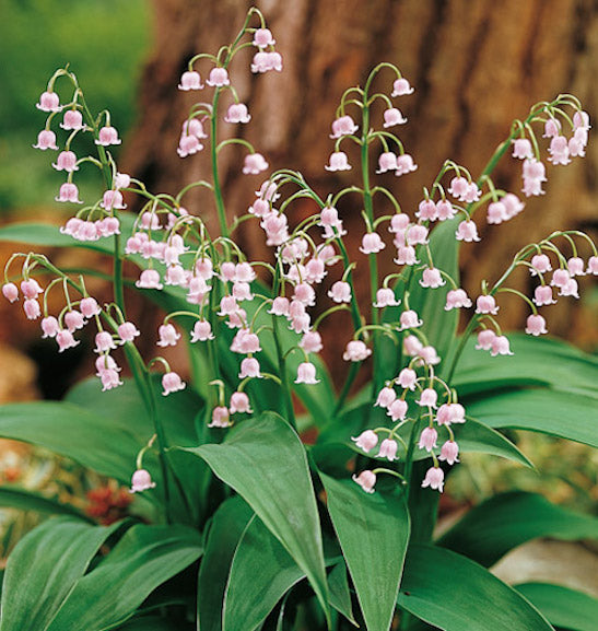 Valley Flower seeds for Planting Compact Growth Heirloom & GMO Free Seeds for Home Garden 
 
 Sale