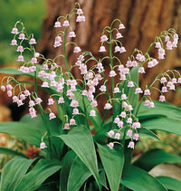Valley Flower seeds for Planting Compact Growth Heirloom & GMO Free Seeds for Home Garden 
 
 Sale