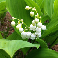 Heirloom Valley Flower seeds for Planting Drought Tolerant Heirloom & GMO Free Seeds for Home Garden