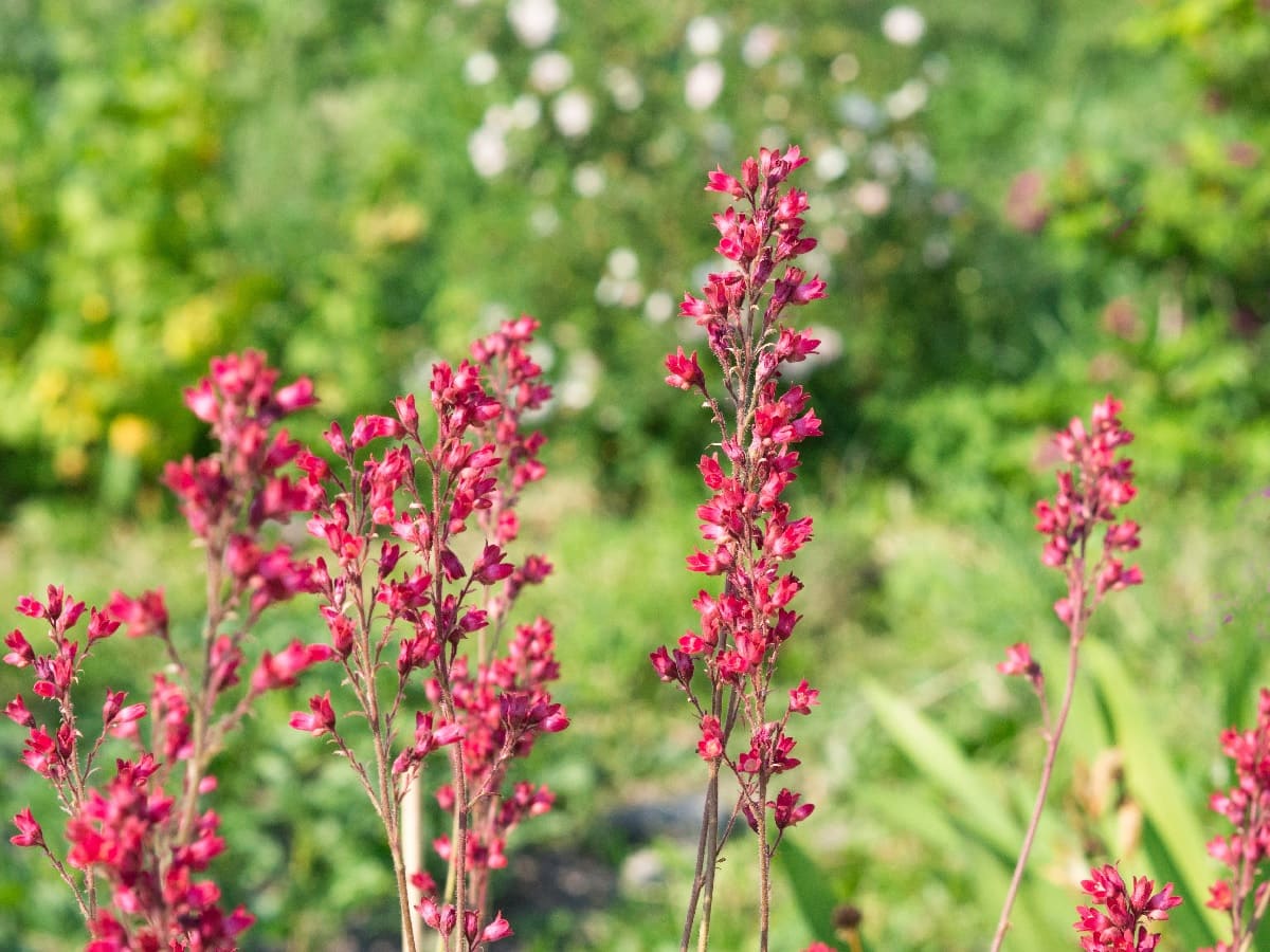 Heirloom Coral Bells Flower seeds for Planting Long Bloom Season Heirloom & GMO Free Seeds for Home Garden