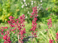 Heirloom Coral Bells Flower seeds for Planting Long Bloom Season Heirloom & GMO Free Seeds for Home Garden