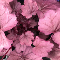 Baby Pink Heuchera Flower seeds for Planting Fragrant Blossoms Heirloom & GMO Free Seeds for Home Garden 
 
 Sale