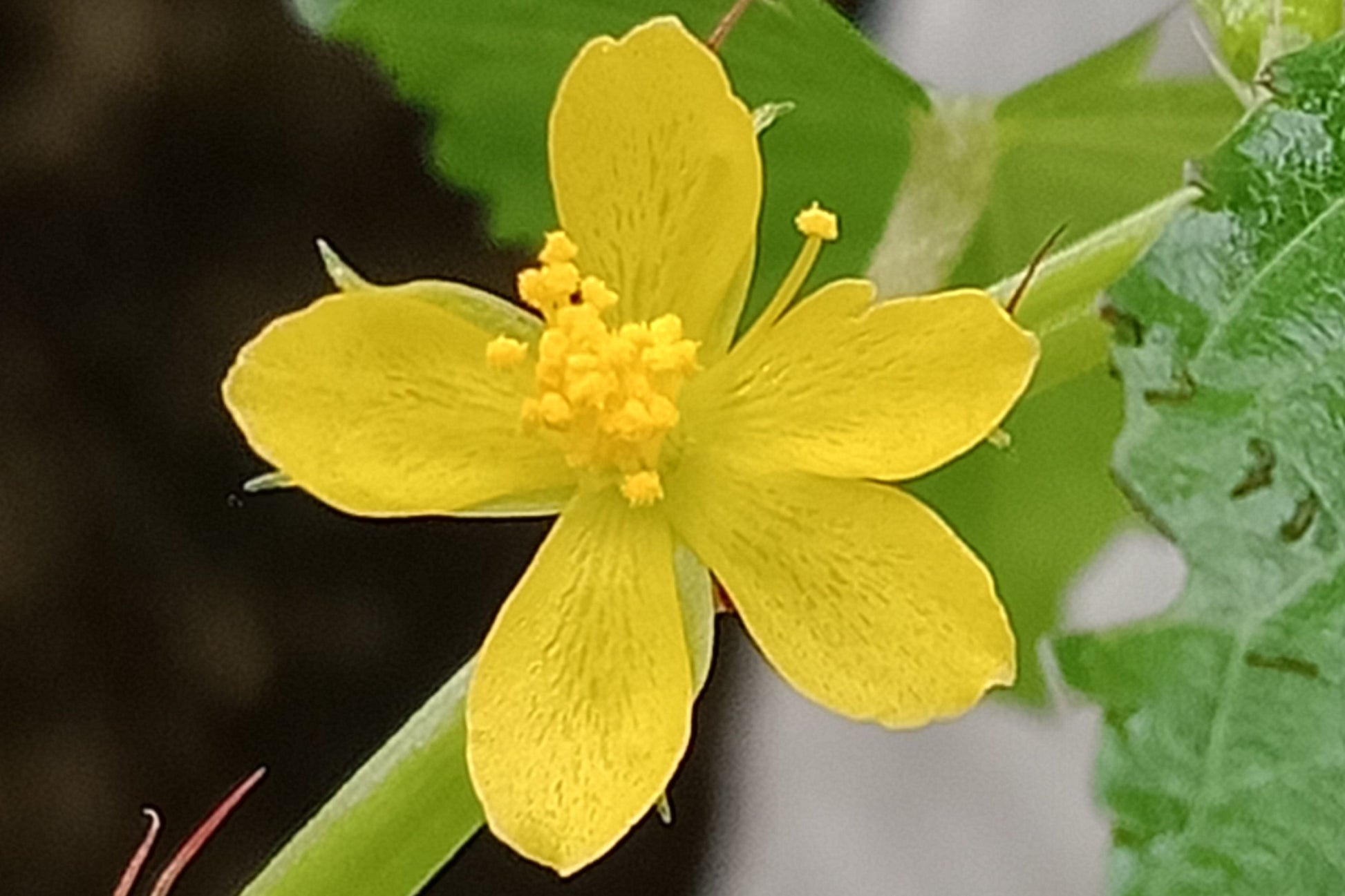 Corchorus Flower seeds for Planting - Seasonal Bloomer, Heirloom & GMO Free Seeds for Home Garden